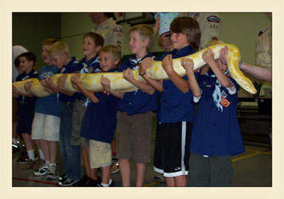 Boy scout group hold python